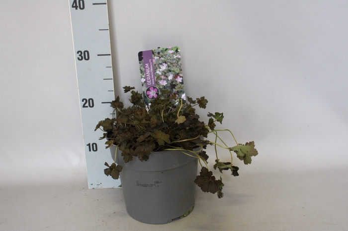 vaste planten 19 cm  Geranium Orkney Cherry