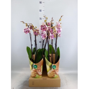 Phalaenopsis   ...lilac