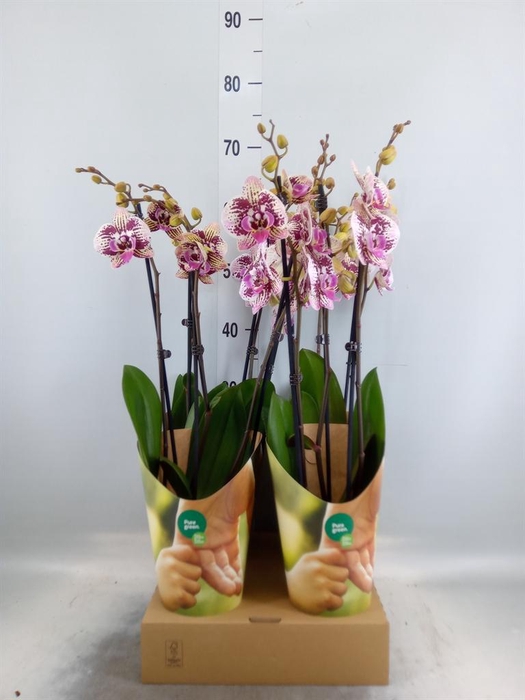 <h4>Phalaenopsis   ...lilac</h4>