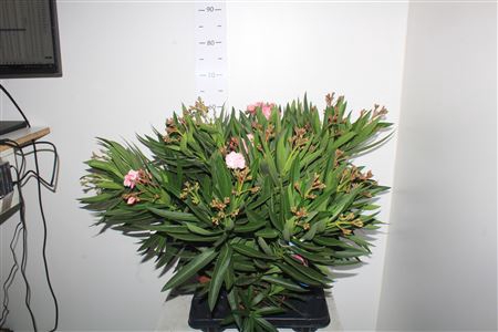 <h4>Neri Oleander 6 Branche</h4>