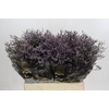 Limonium ov Safora Lilac