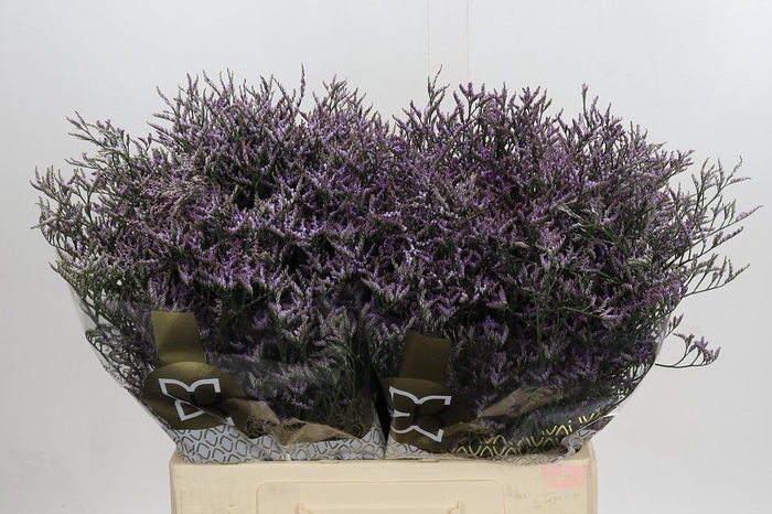 Limonium Safora Lilac