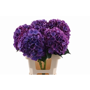 Hydr Opera 40 cm Vicini