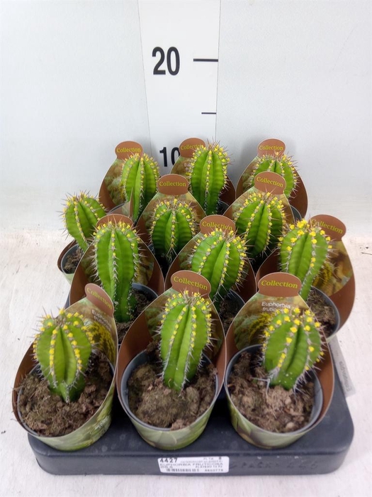 <h4>Euphorbia   ...</h4>