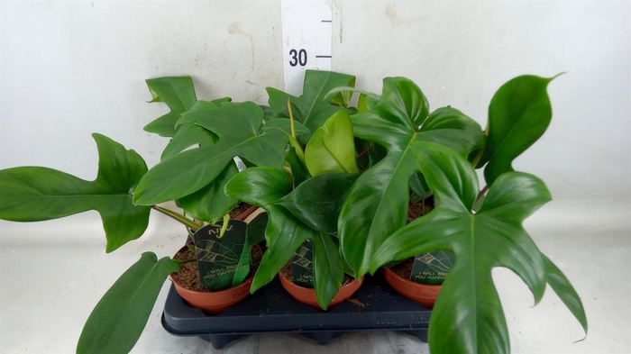 <h4>Philodendron   ...</h4>