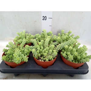 Sedum burrito