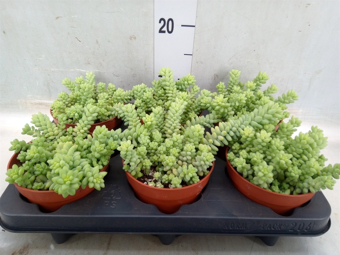 <h4>Sedum burrito</h4>