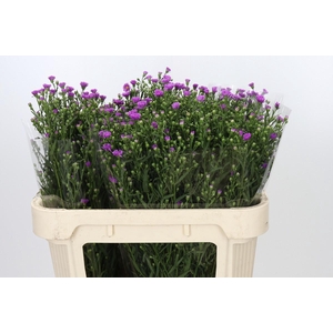 Aster Casarosa