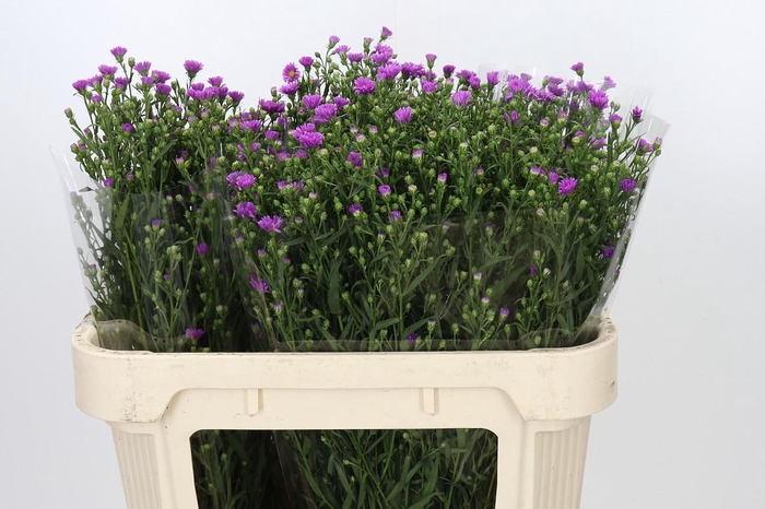 <h4>Aster Casarosa</h4>