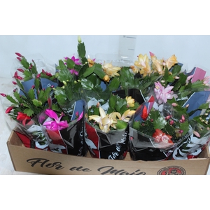 FLOR DE MAIO P11
