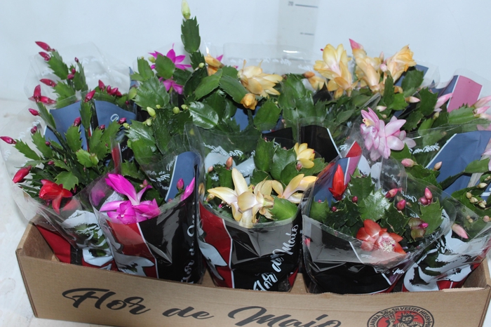 <h4>FLOR DE MAIO P11</h4>