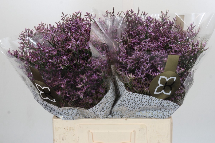 <h4>Limonium Safora Lilac</h4>
