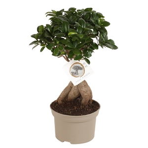 Ficus m. Ginseng pot ø15cm Carbon Free pot