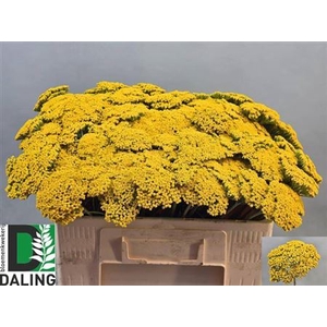 Achil F Parker Variety