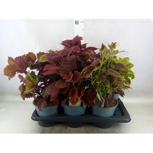 Plectranthus col.   ...mix