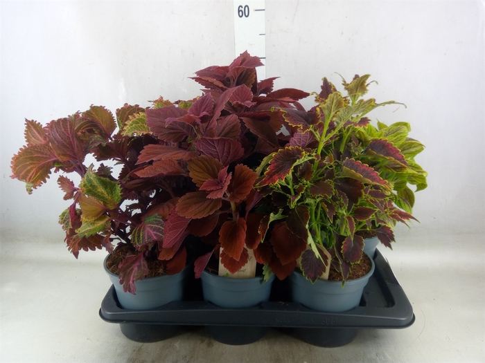 <h4>Plectranthus col.   ...mix</h4>