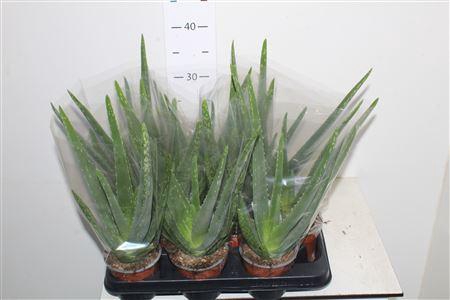 <h4>Aloe Vera</h4>