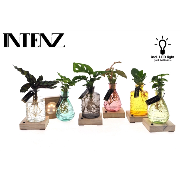 <h4>Mix in Salinas glas + LED - levertijd: 24 uur</h4>