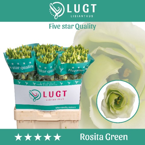 <h4>Lisianthus Rosita Green</h4>