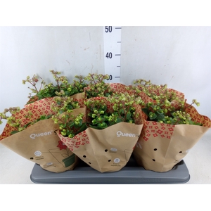 Kalanchoe blos.   ..rosebud