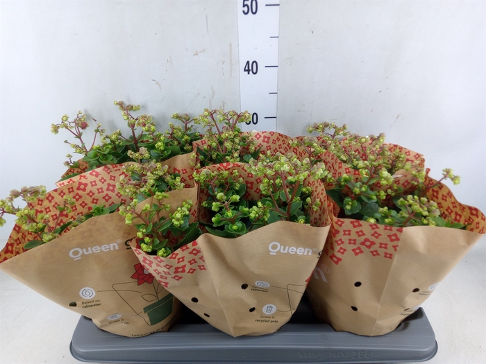 <h4>Kalanchoe blos.   ..rosebud</h4>
