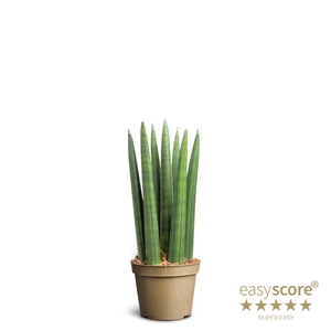 SANSEVIERIA CYLINDRICA