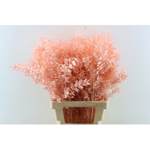 Pres Ruscus Salmon P Stem
