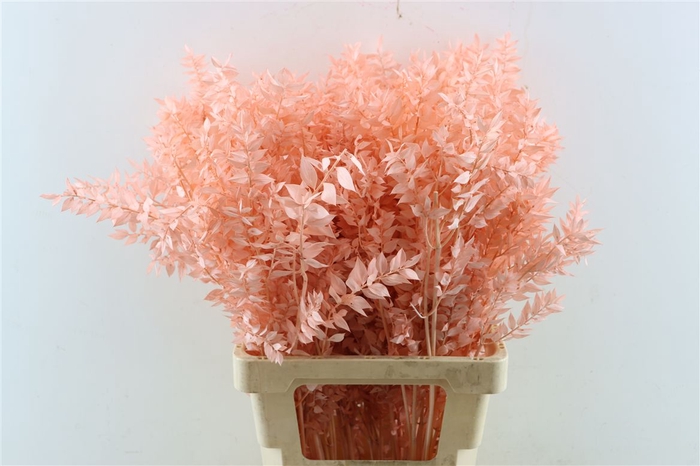 <h4>Pres Ruscus Salmon P Stem</h4>