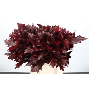 Quercus Kl Bh Bordeaux
