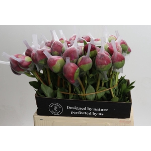 Paeonia Command Performance