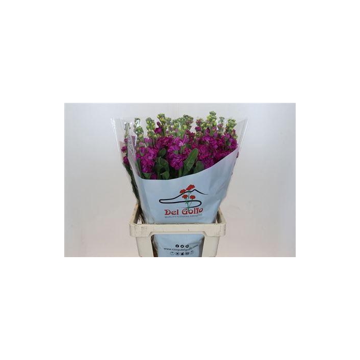 <h4>Matth Iron Rose</h4>