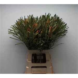 Banksia Hookeriana Small