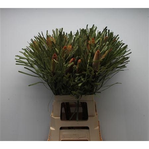 Banksia Hookeriana Small