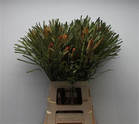<h4>BANKSIA HOOKERIANA SMALL</h4>