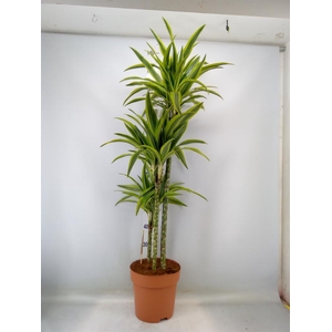 Dracaena fr de 'LemonLime'