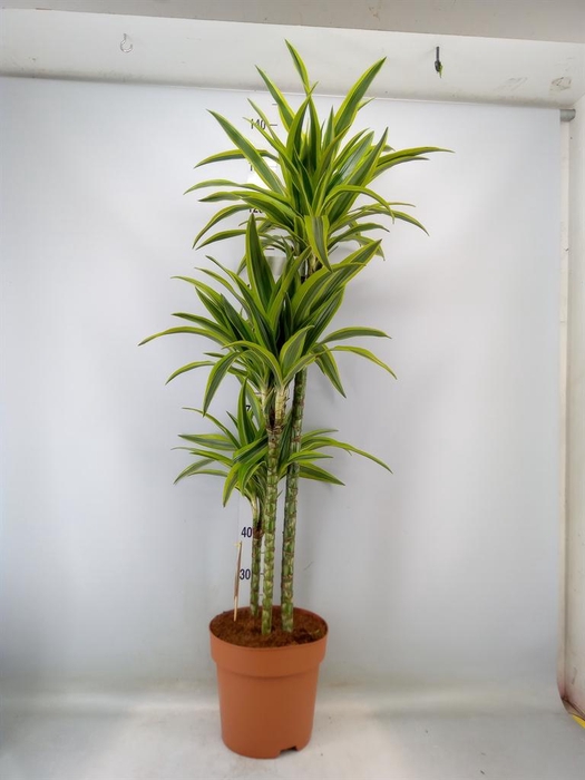 <h4>Dracaena fr de 'LemonLime'</h4>
