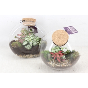 arr3 WR - Terrarium Juno hanger x4