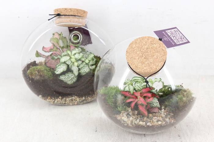 <h4>arr3 WR - Terrarium Juno hanger x4</h4>