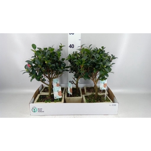 Bonsai   ...