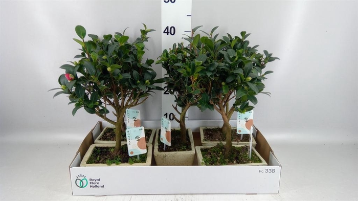 <h4>Bonsai   ...</h4>