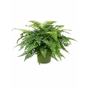 Asplenium Parvati