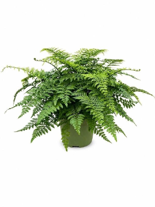 <h4>Asplenium Parvati</h4>