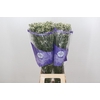 Limonium White Diamond