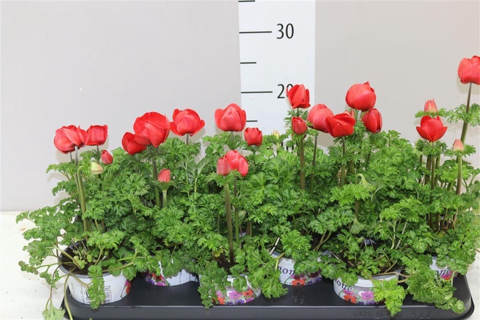 <h4>Anemone Coronaria Harmony Scarlet</h4>
