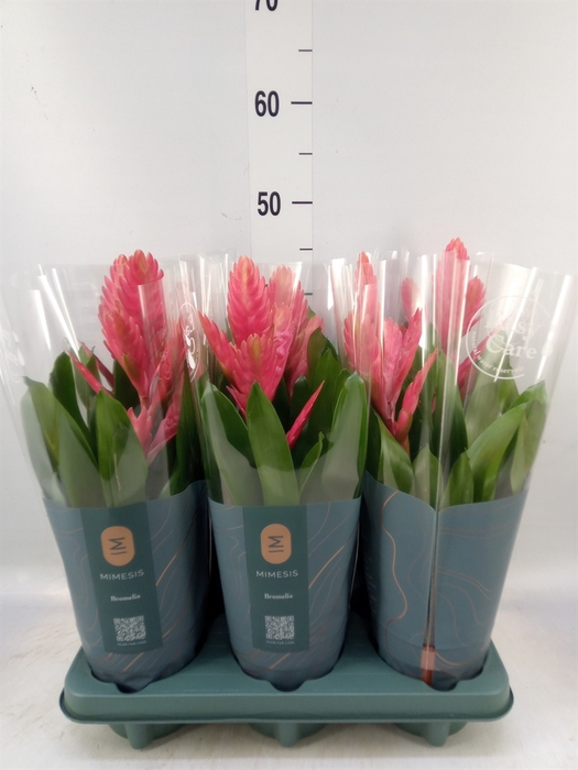 <h4>Vriesea   ...</h4>