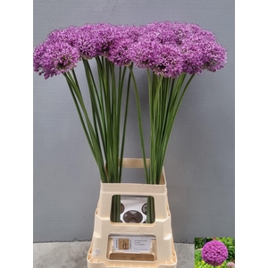 ALLIUM STATOS
