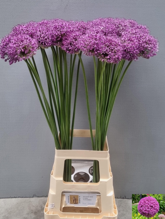 <h4>ALLIUM STATOS</h4>