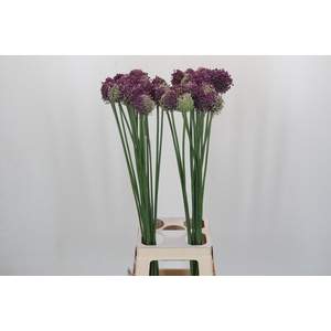 Allium Pink Lady