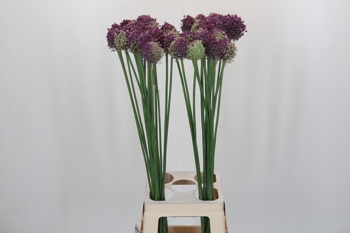<h4>Allium Pink Lady</h4>