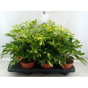 Schefflera arbor. 'Gerda'